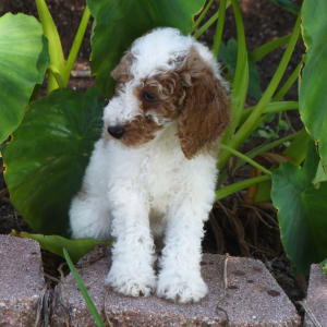 Poodle Puppy Tracker