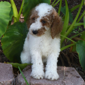 Poodle Puppy Tracker
