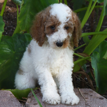Poodle Puppy Tracker