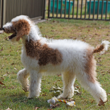 Poodle Puppy Tracker