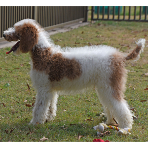 Poodle Puppy Tracker