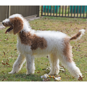 Poodle Puppy Tracker