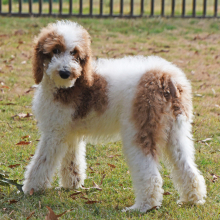 Poodle Puppy Tracker