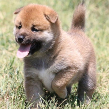 Shiba Inu Puppy Lilli
