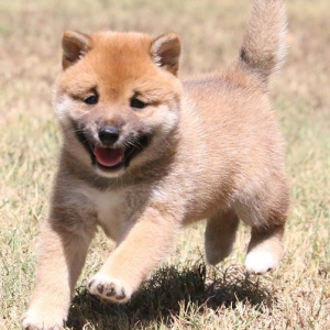 Shiba Inu Puppy Lilli