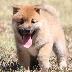 Shiba Inu Puppy Lilli