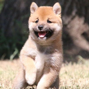 Shiba Inu Puppy Lilli