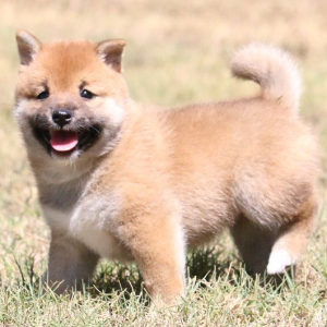 Shiba Inu Puppy Lilli
