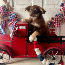 Australian Shepherd Puppy Ruby