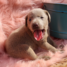 Labrador Retriever Puppy Shasta