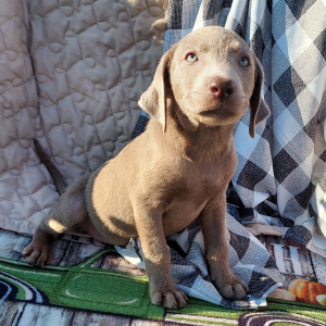 Labrador Retriever Puppy Shasta