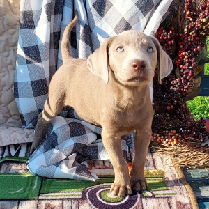 Labrador Retriever Puppy Shasta