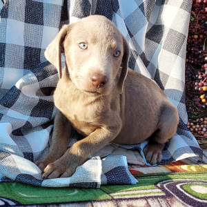 Labrador Retriever Puppy Shasta