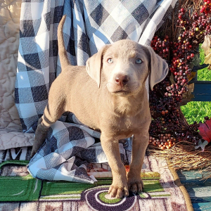Labrador Retriever Puppy Shasta