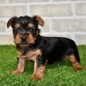 Yorkshire Terrier Puppy Maisie