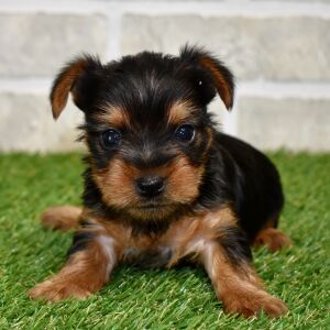 Yorkshire Terrier Puppy Maisie