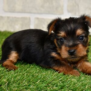 Yorkshire Terrier Puppy Maisie
