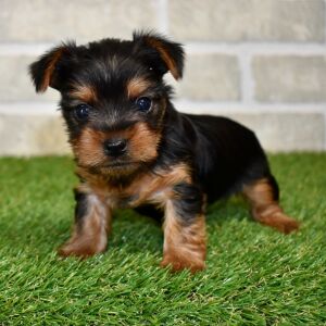 Yorkshire Terrier Puppy Maisie