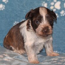 Miniature Schnauzer Puppy Cord