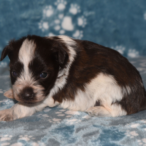Miniature Schnauzer Puppy Cord