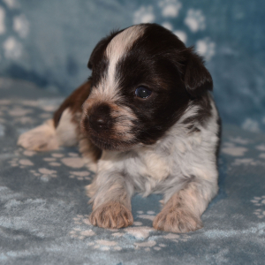 Miniature Schnauzer Puppy Cord