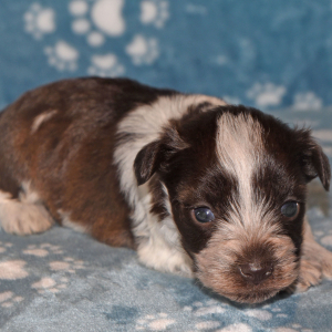 Miniature Schnauzer Puppy Cord