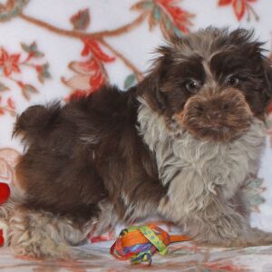 Miniature Schnauzer Puppy Cord