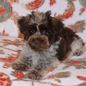 Miniature Schnauzer Puppy Cord