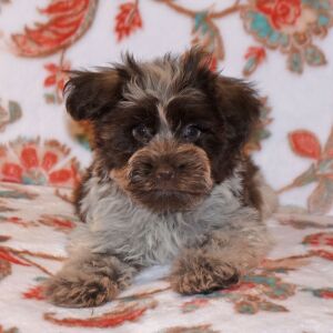 Miniature Schnauzer Puppy Cord