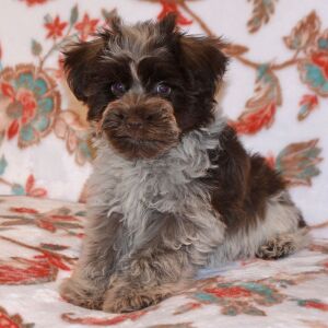 Miniature Schnauzer Puppy Cord