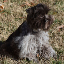 Miniature Schnauzer Puppy Cord
