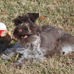 Miniature Schnauzer Puppy Cord