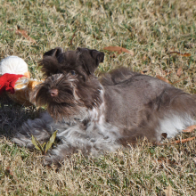 Miniature Schnauzer Puppy Cord