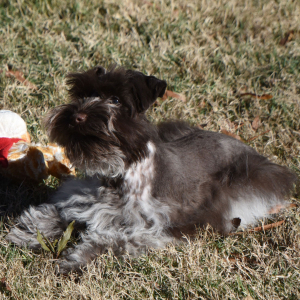 Miniature Schnauzer Puppy Cord