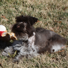 Miniature Schnauzer Puppy Cord
