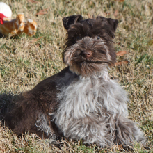 Miniature Schnauzer Puppy Cord