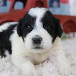 Portuguese Water Dog Puppy Vanessa