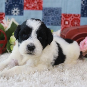 Portuguese Water Dog Puppy Vanessa