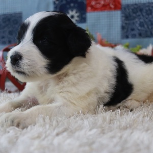 Portuguese Water Dog Puppy Vanessa