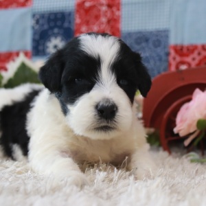 Portuguese Water Dog Puppy Vanessa