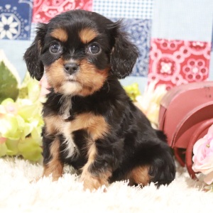 Cavalier King Charles Spaniel Puppy Julia
