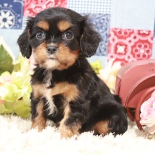 Cavalier King Charles Spaniel Puppy Julia