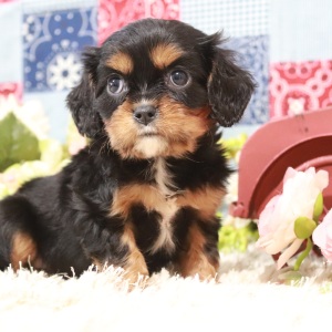 Cavalier King Charles Spaniel Puppy Julia