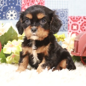 Cavalier King Charles Spaniel Puppy Julia