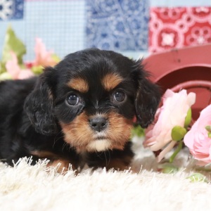 Cavalier King Charles Spaniel Puppy Julia