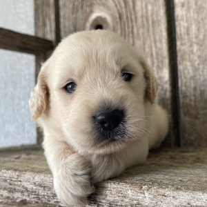 Golden Retriever Puppy Marcus