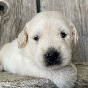 Golden Retriever Puppy Marcus