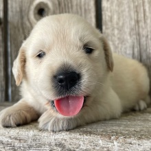 Golden Retriever Puppy Marcus