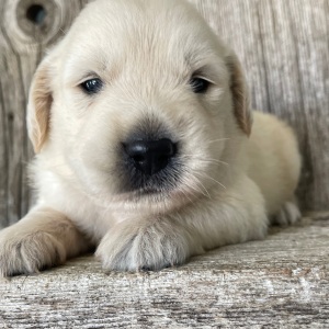 Golden Retriever Puppy Marcus