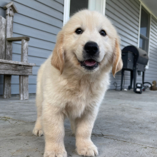 Golden Retriever Puppy Marcus